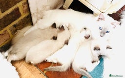 Ragdoll cats for sale: Pure breed GCCF Registered ragdolls - Image 5