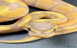 Python Snake reptiles for sale: Banana Enchi, Pastel 50% Het Clown/Hypo - Image 2