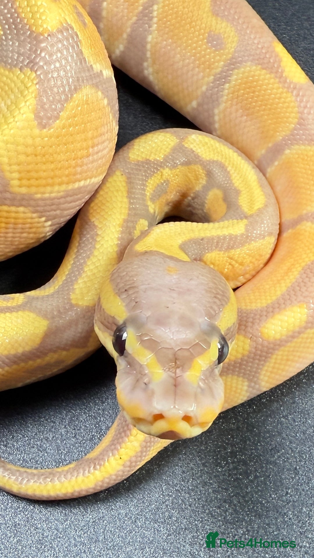Python Snake reptiles for sale: Banana Enchi, Pastel 50% Het Clown/Hypo - Image 2