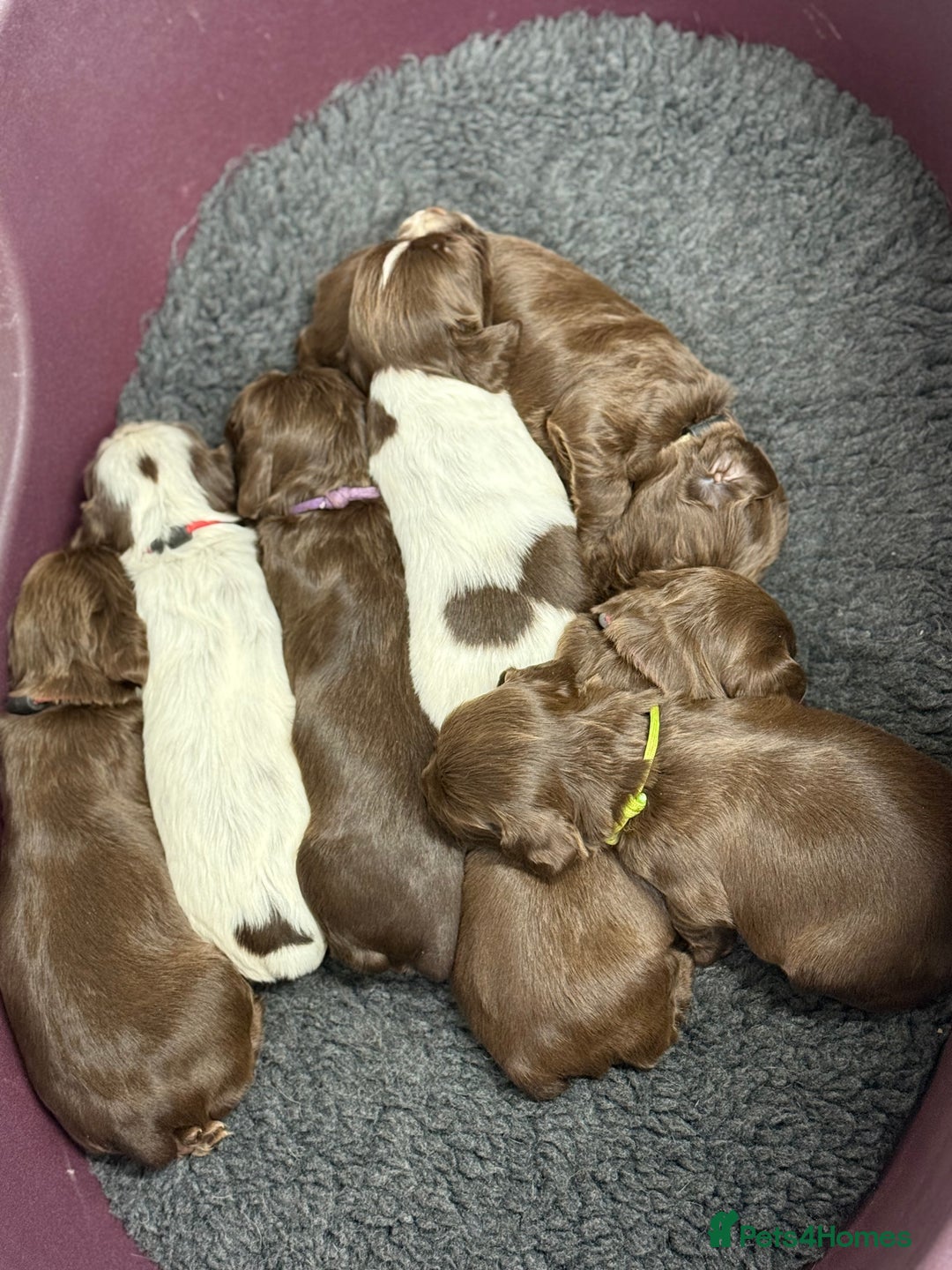 Cocker Spaniel dogs for sale: Working cocker spainel Puppys Ready to leave  - Image 18