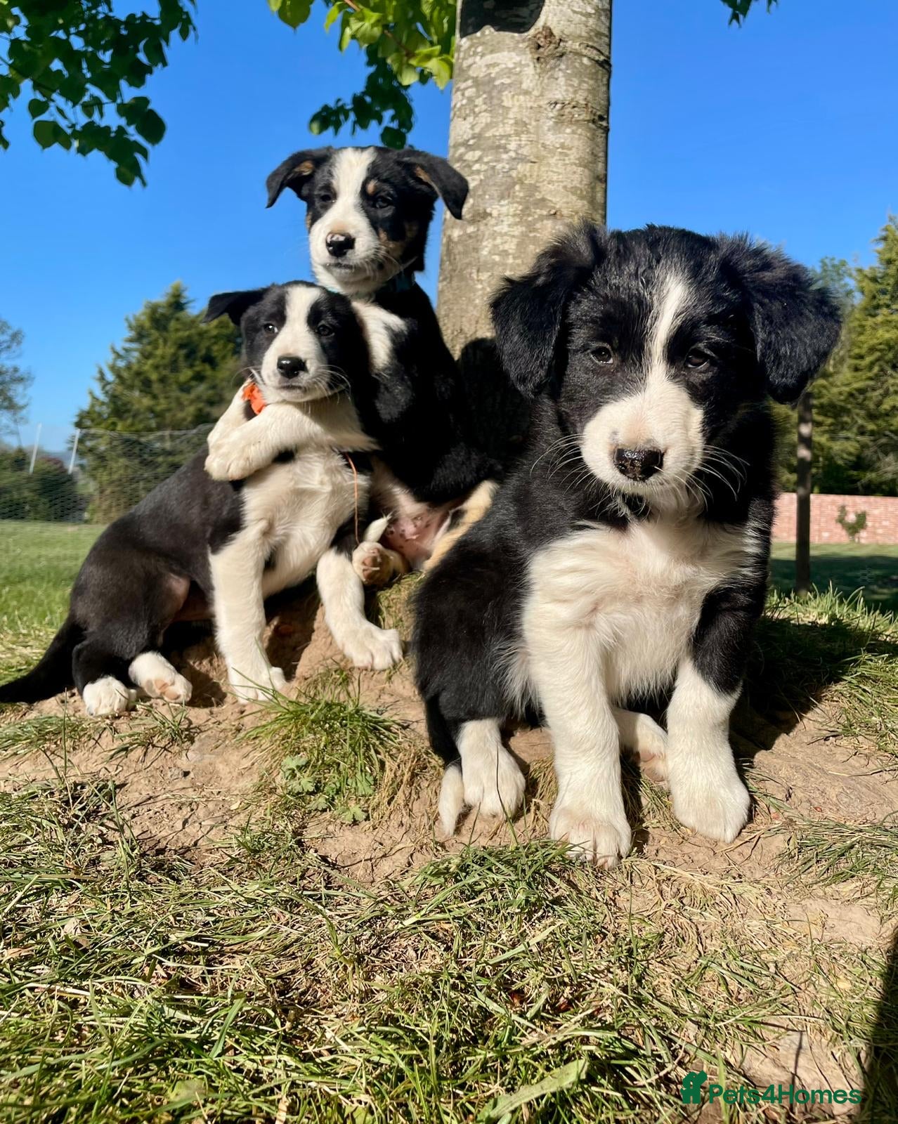 Border Collie dogs Female puppy, intelligent, well bred lovable  - Advert 1