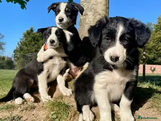 Border Collie dogs Female puppy, intelligent, well bred lovable - Advert 2
