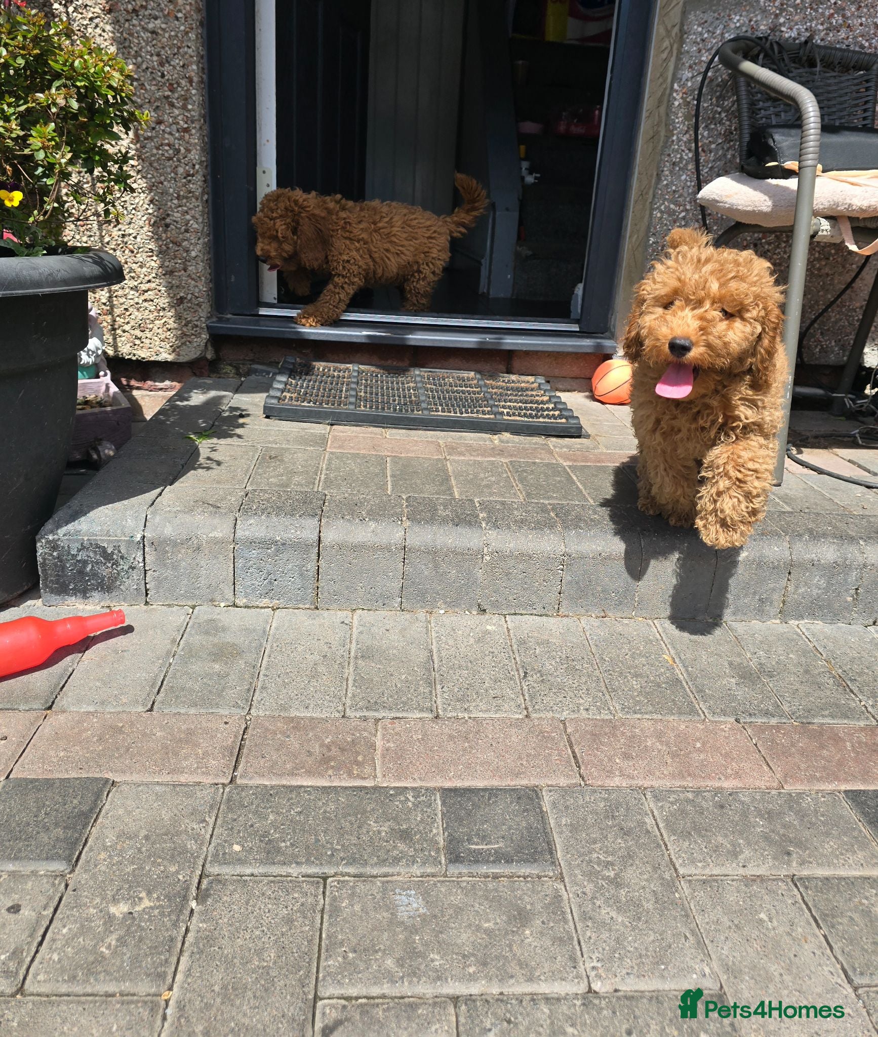 Cavapoo dogs BOYS ONLY cavapoo pups ready to leave  - Advert 2