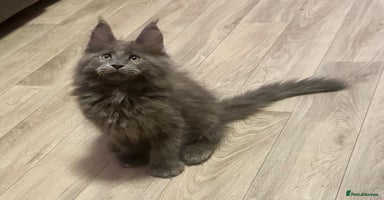 Maine Coon cats - Advert 3