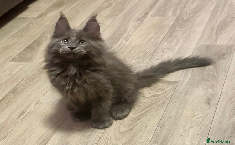 Maine Coon cats - Advert 12