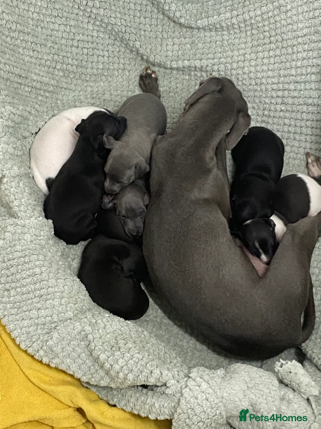 Italian Greyhound dogs for sale: Beautiful Italian Greyhound Puppies - Advert 23