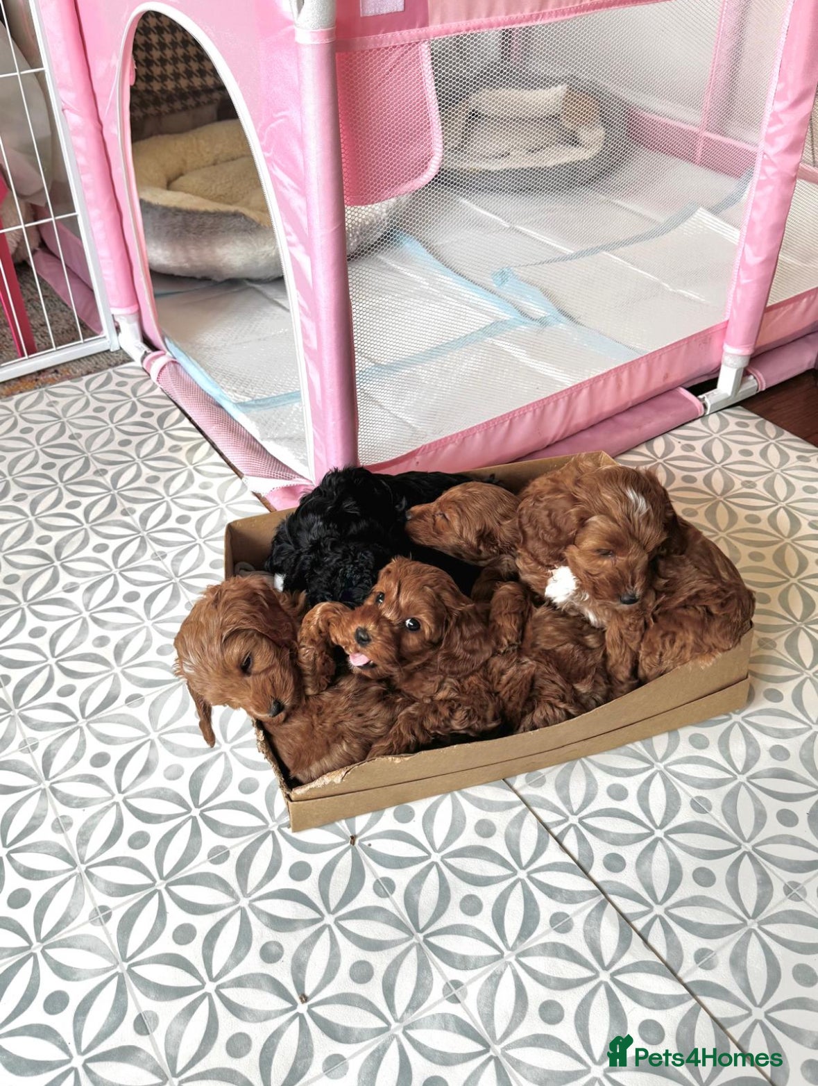 Cockapoo dogs Beautiful black Cockapoo boy ready in April - Advert 2