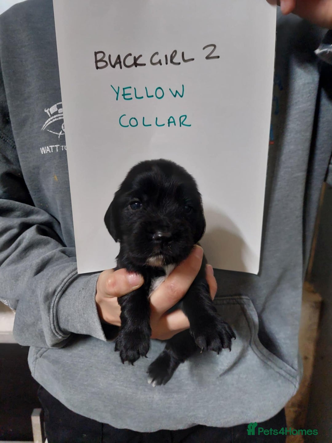 Cocker Spaniel dogs for sale: KC registered Cocker Spaniel puppies for sale - Advert 5