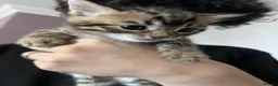 Bengal cats for sale: Bangal x kittens  - Advert 5