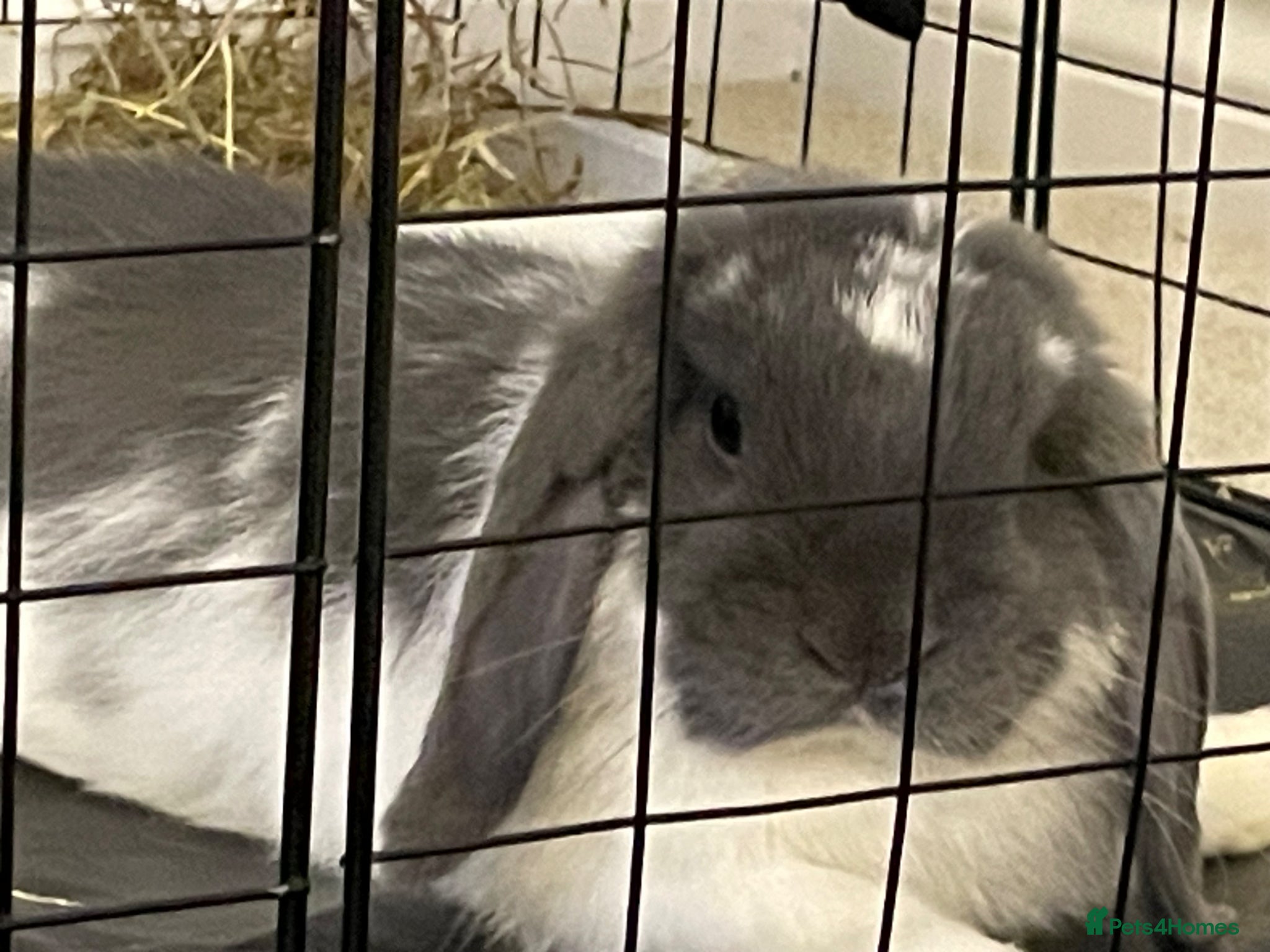 Mini Lop rabbits Mini Lop Rabbit for Sale – Neutered & Vaccinated - Advert 1