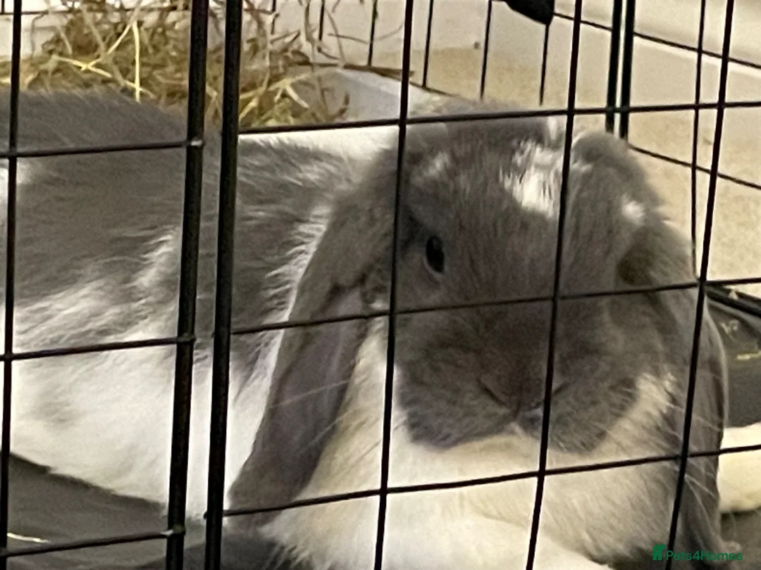 Mini Lop rabbits for sale: Mini Lop Rabbit for Sale – Neutered & Vaccinated - Advert 1