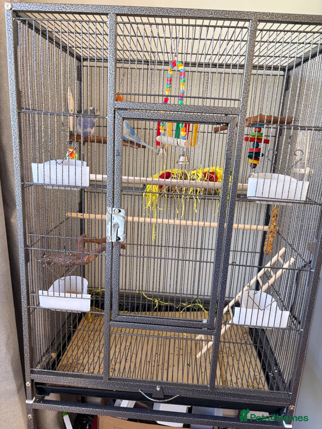 Budgerigars birds for sale: Beautiful pair of budgies  - Advert 3