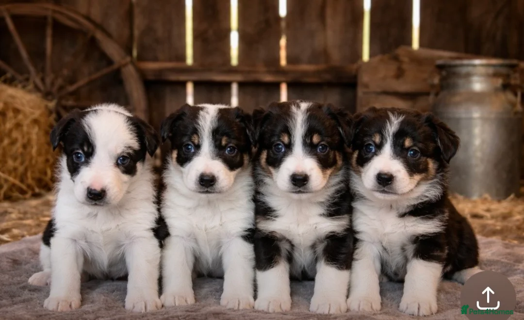 Border Collie dogs for sale: Beautiful border collies for sale  - Advert 2
