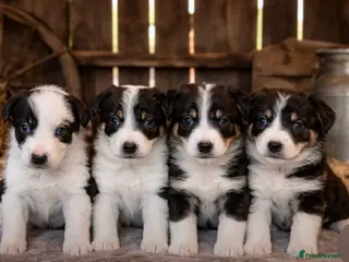 Border Collie dogs Beautiful border collies for sale - Advert 1