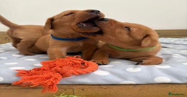 Labrador Retriever dogs - Advert 11