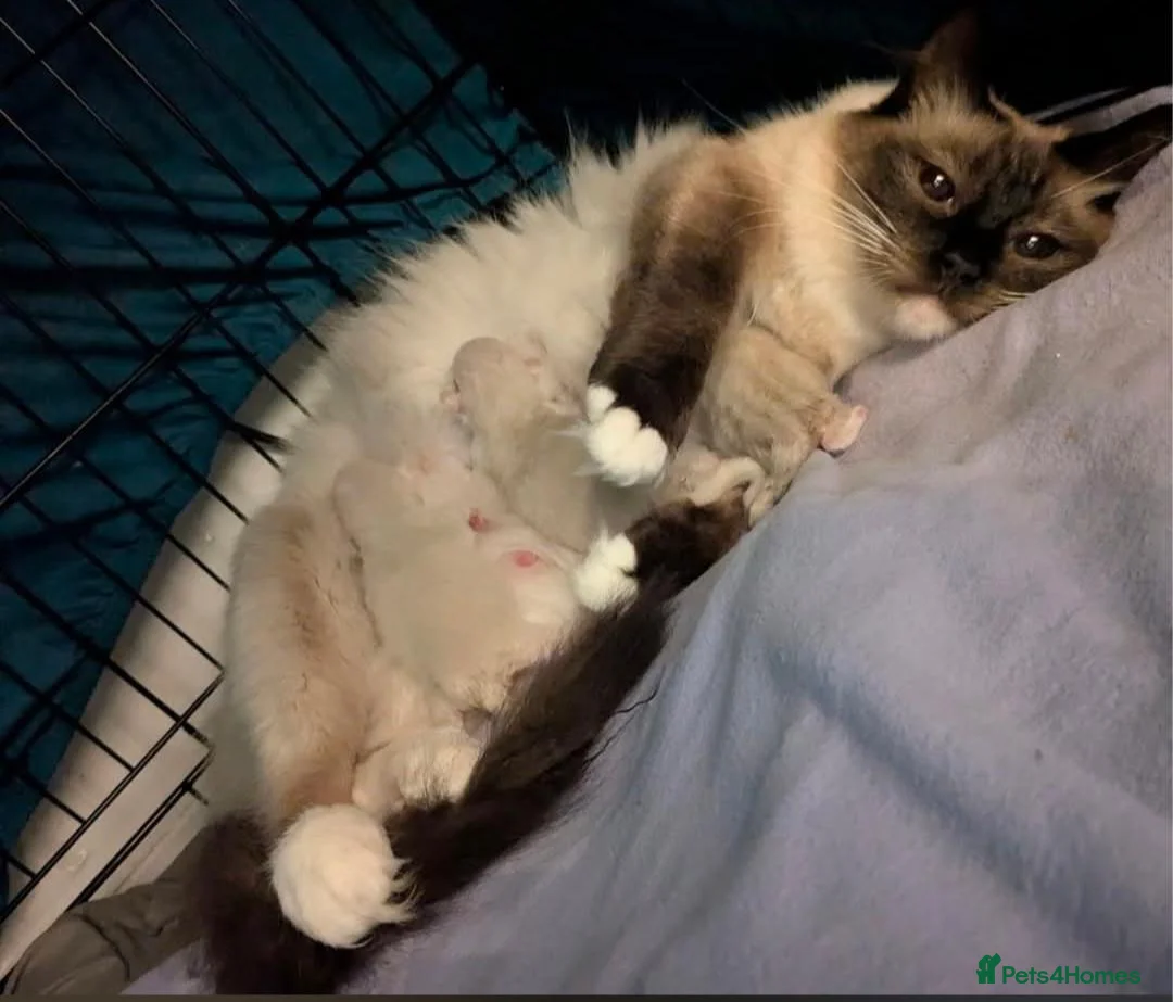 Ragdoll cats for sale: Ragdoll Kitten *GCCF*  - Advert 2