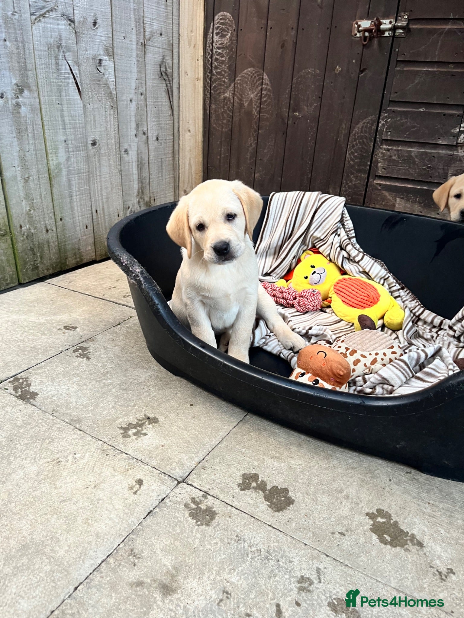 Labrador Retriever dogs KC Reg Yellow Labrador Puppies for sale  - Advert 2