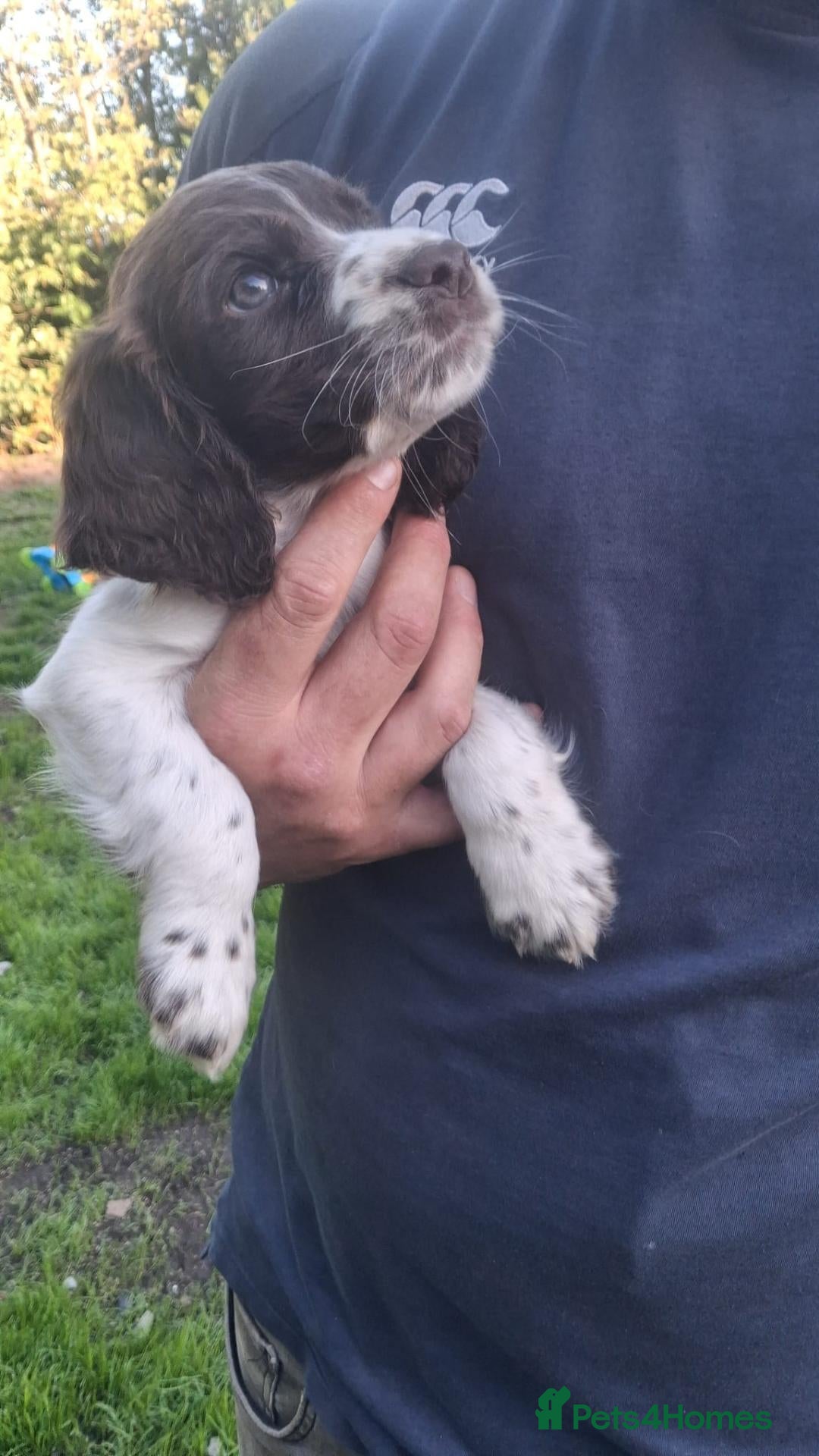 Cocker Spaniel dogs FTCH x OFTW - Advert 2