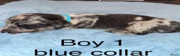 Miniature Dachshund dogs for sale: Miniature dachshund puppies - Advert 10