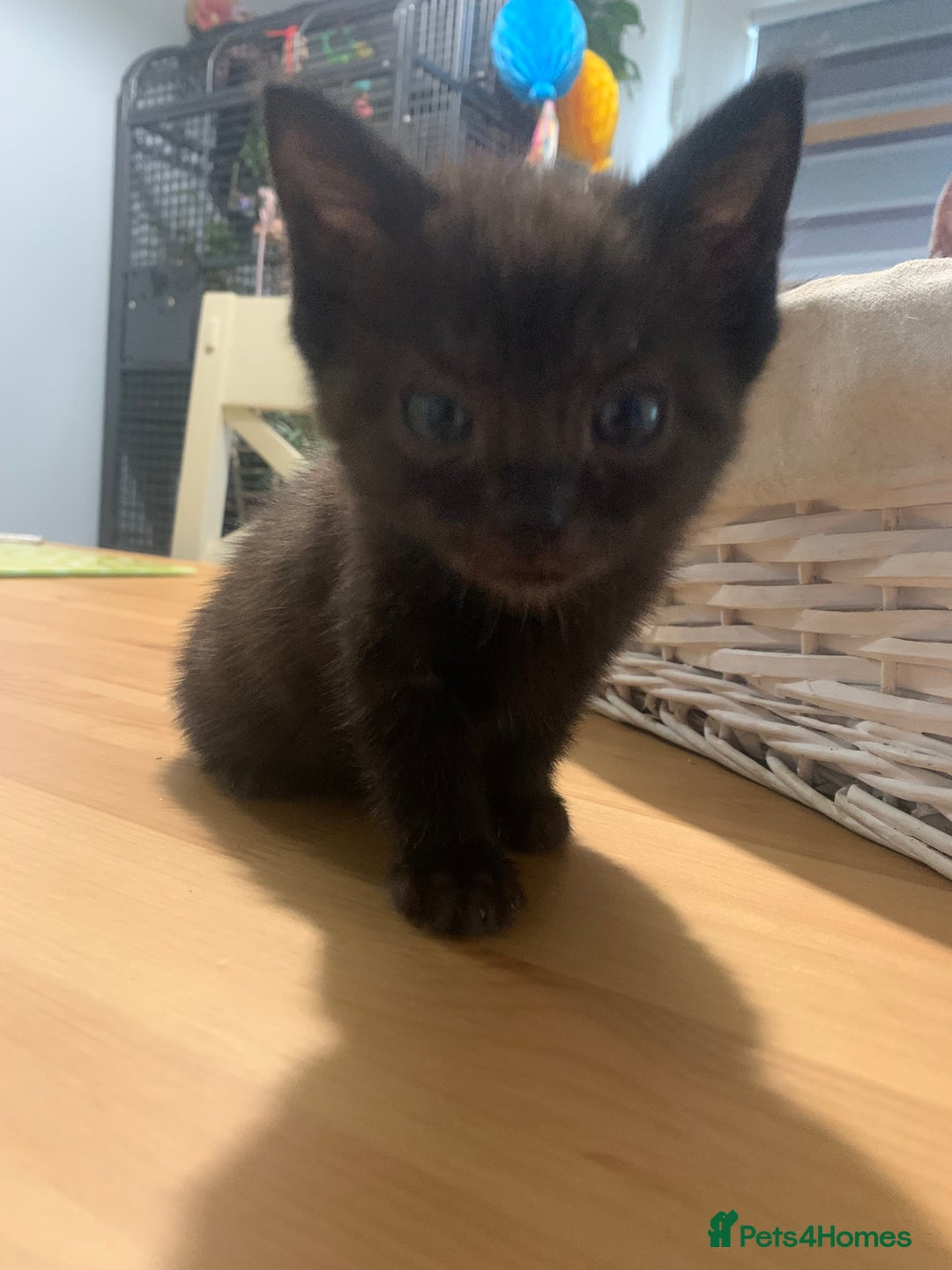 Bengal cats for sale: Bengal cross - Image 7