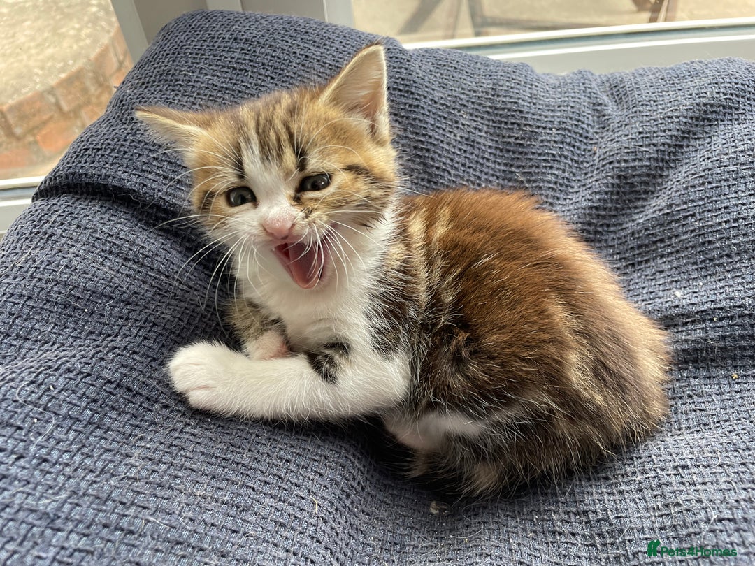 Mixed Breed cats for sale: Female kitten looking for a loving home  - Image 2