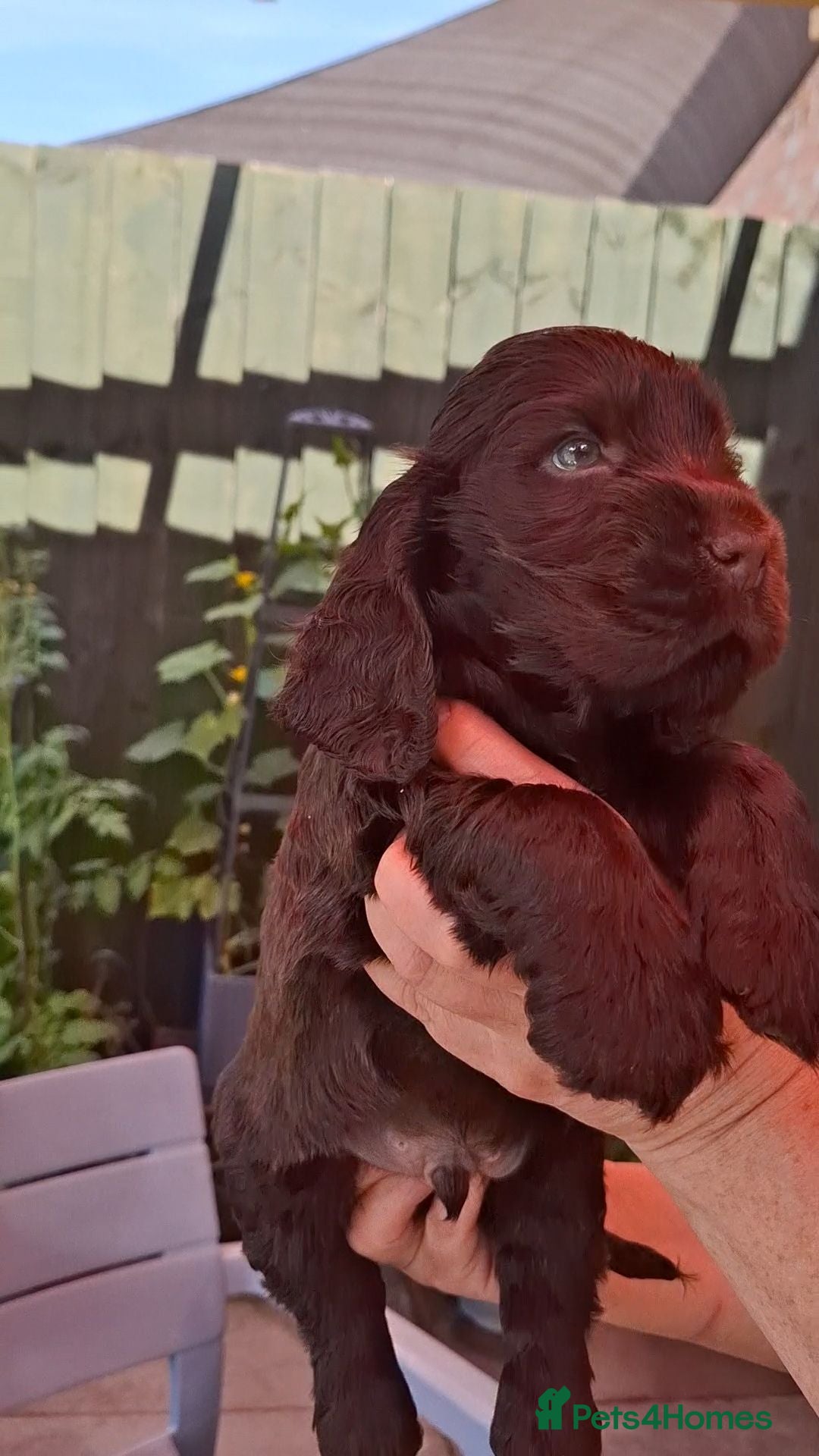 Cocker Spaniel dogs Show type KC Reg Cocker Spaniel Puppies Available - Advert 3