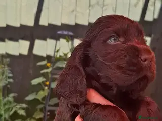 Cocker Spaniel dogs Show type KC Reg Cocker Spaniel Puppies Available - Advert 3