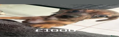 Chiweenie 2