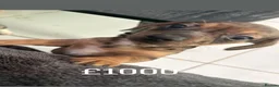 Chiweenie dogs for sale: Gorgeous Dachshund × Chihuahua - Boris & Bruno in London - Advert 3