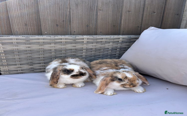 Mini Lop rabbits - Advert 1