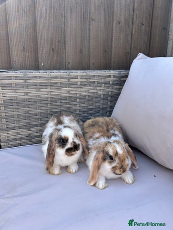 Mini Lop rabbits - Advert 4