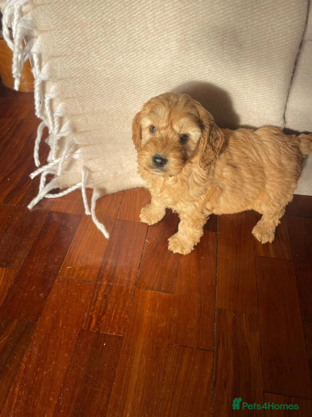 Cockapoo dogs for sale: F1 Cockapoos  - Advert 1