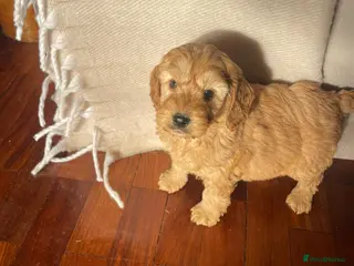 Cockapoo dogs F1 Cockapoos - Advert 1