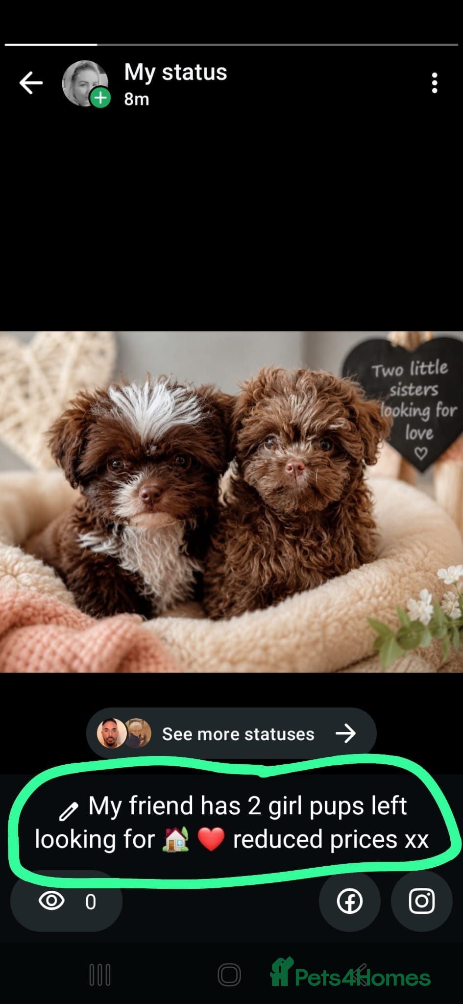Mixed Breed dogs Imperial Shih Tzu/Poodle X Chocolate Chihuahua  - Advert 3