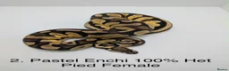 Python Snake reptiles for sale: Royal Pythons - Advert 2