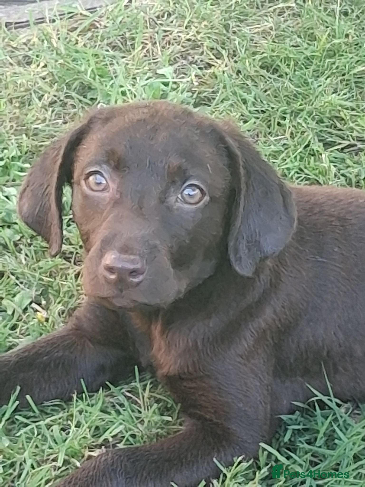 Labrador Retriever dogs Fantastic labrador pups  - Advert 1