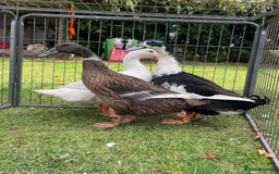 Ducks poultry for sale: Trio of Runner Ducks - Image 2
