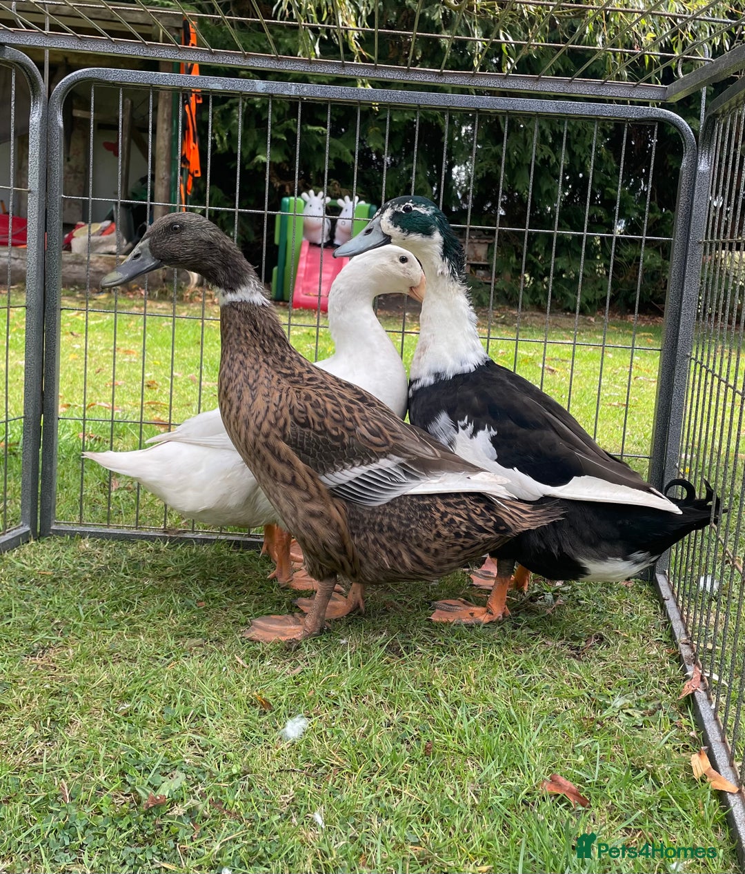 Ducks poultry for sale: Trio of Runner Ducks - Image 2