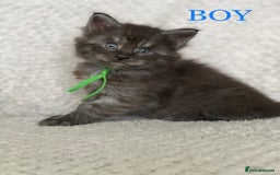 Maine Coon cats for sale: MaineCoon Kittens For Sale Black Smoke - Image 17