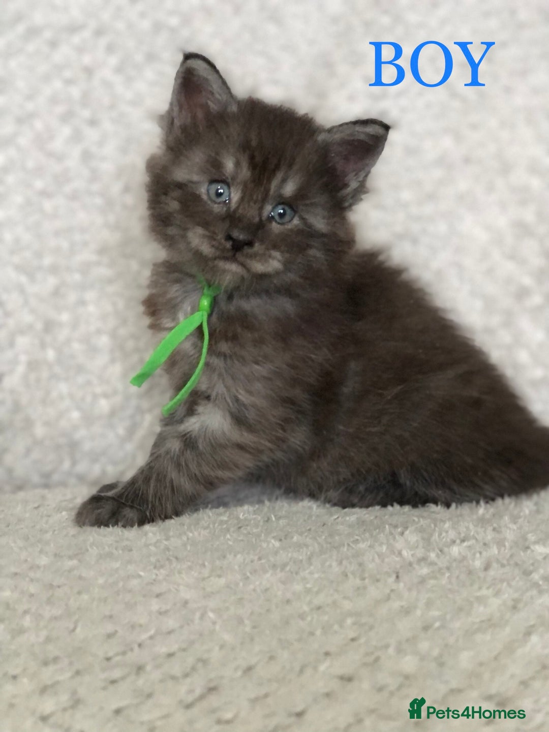 Maine Coon cats for sale: MaineCoon Kittens For Sale Black Smoke - Image 17