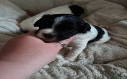 Mixed Breed dogs for sale: Gorgeous Cocker Bassett x Shichon pups  - Image 14