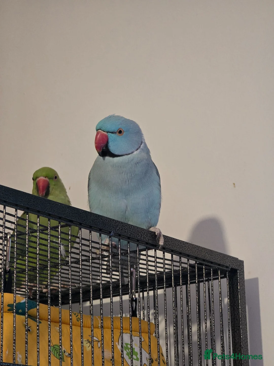 Ringnecks birds for sale: Parrots  - Advert 7