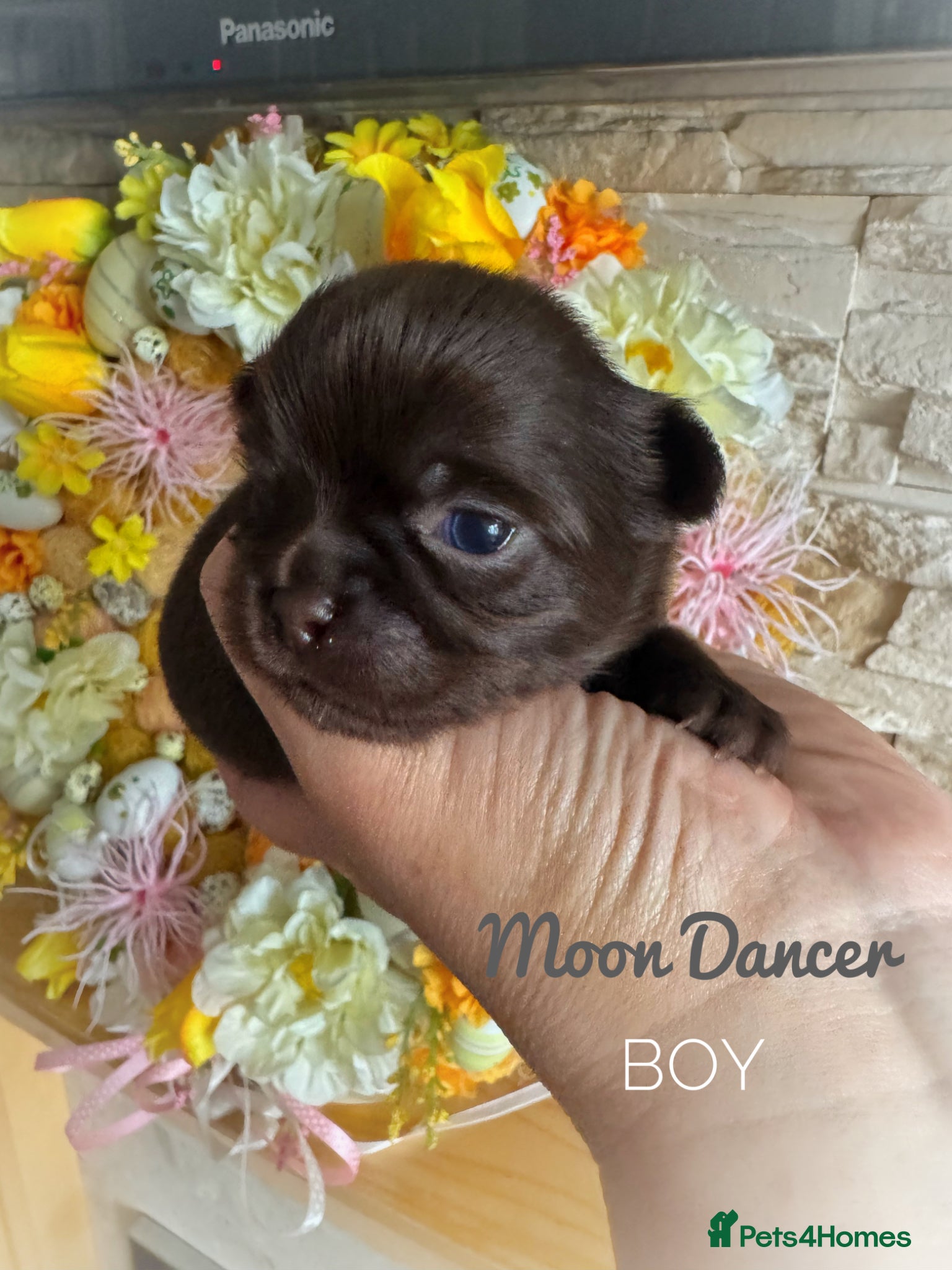 Chihuahua dogs KC chocolate and lilac long coat quality puppies  - Advert 1