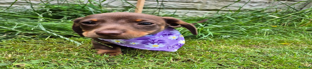 Miniature Dachshund Puppy 1