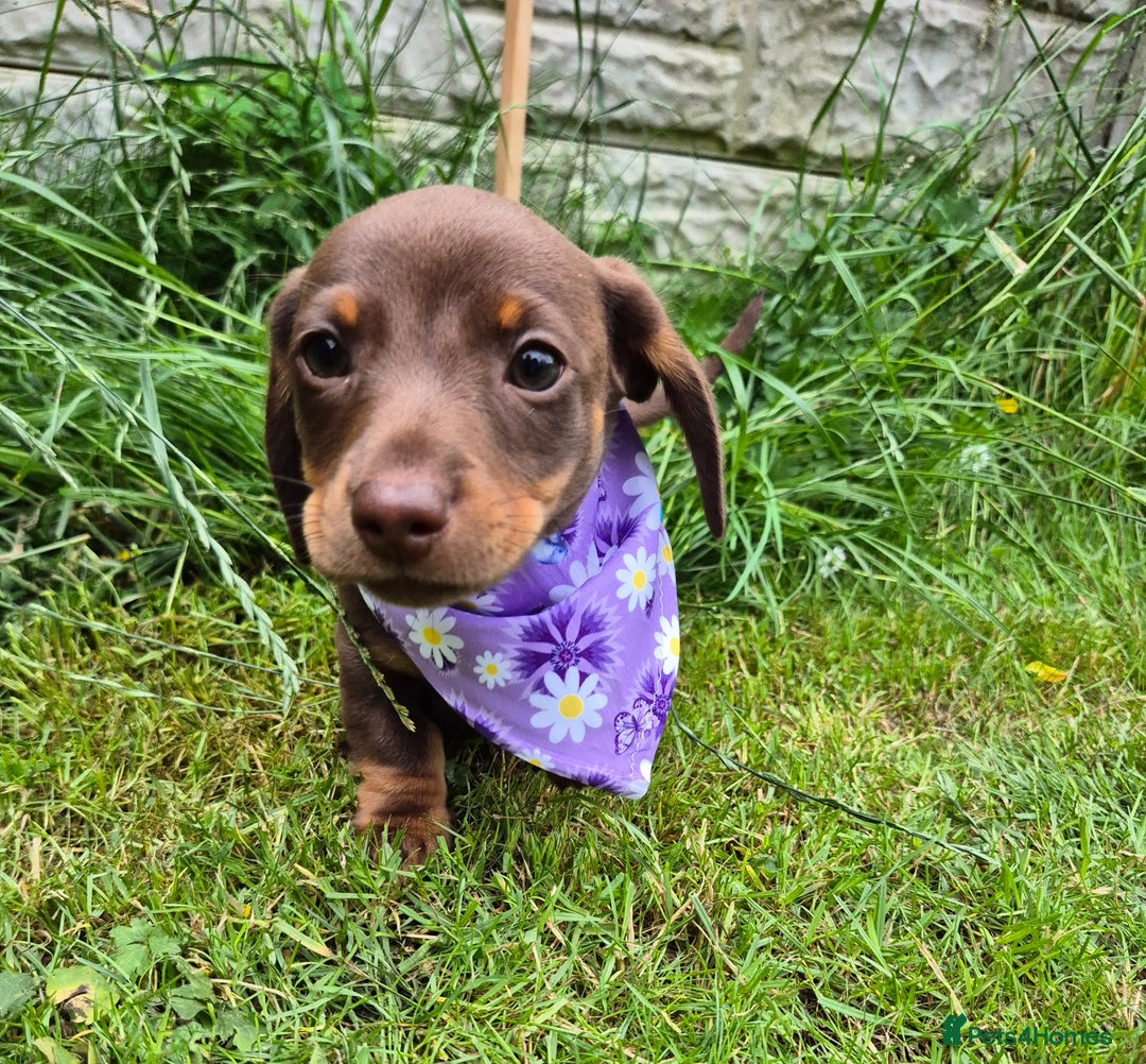 Miniature Dachshund dogs for sale: Miniature sausages Kc reg  in Wigan - Image 19