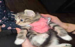 Mixed Breed cats for sale: British Blue Tabby X DSH Kittens For Sale - Image 16