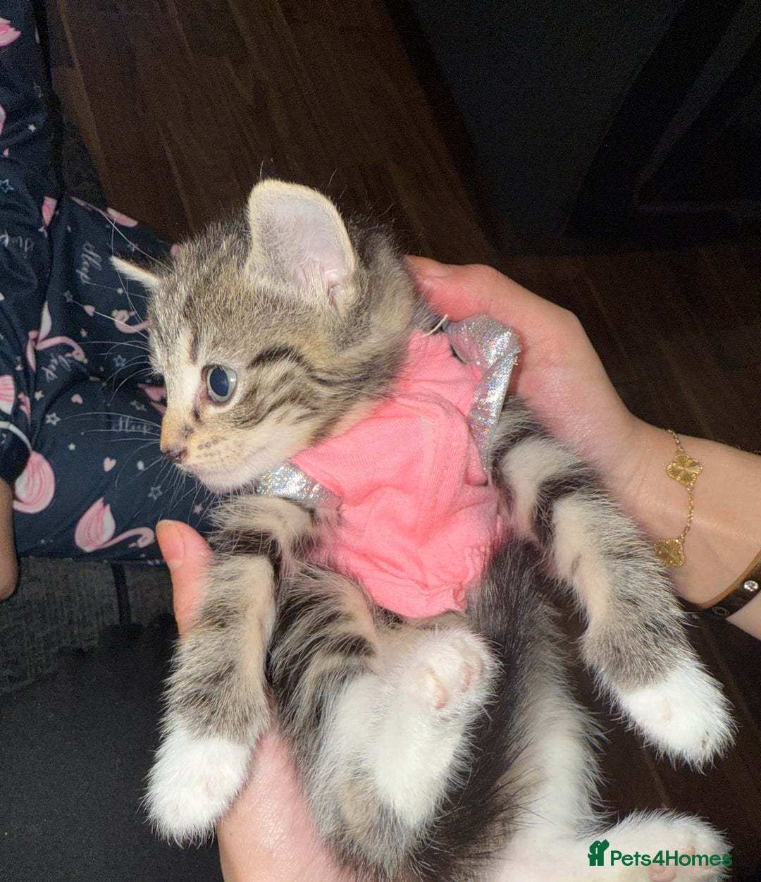 Mixed Breed cats for sale: British Blue Tabby X DSH Kittens For Sale - Image 16