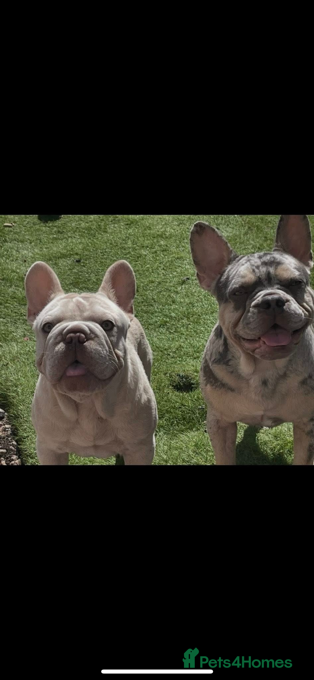 French Bulldog dogs for stud: Cryptic Merle platinum French bulldog  - Image 3
