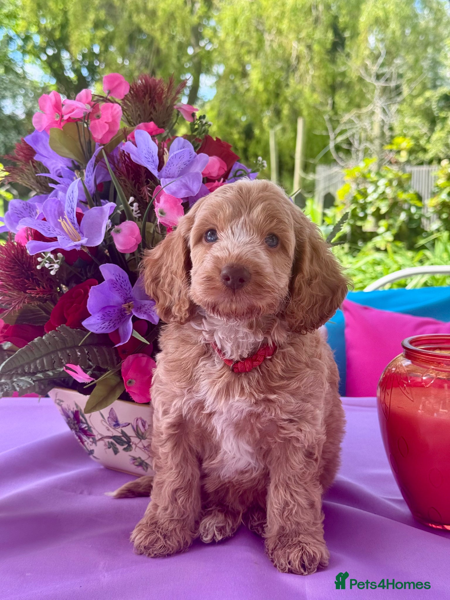 Cockapoo dogs 1 left gorgeous f1 apricot Cockerpoos  - Advert 4
