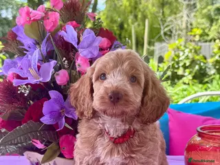 Cockapoo dogs 1 left gorgeous f1 apricot Cockerpoos - Advert 4